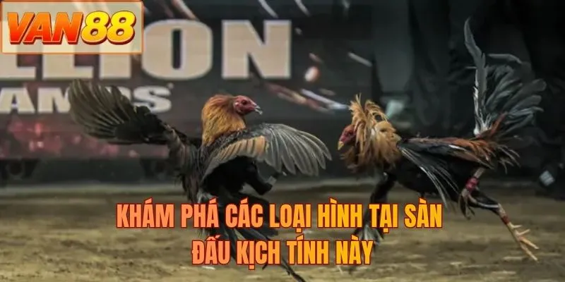 Khám phá các loại hình tại sàn đấu kịch tính này