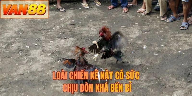 Loài chiến kê này có sức chịu đòn khá bền bỉ