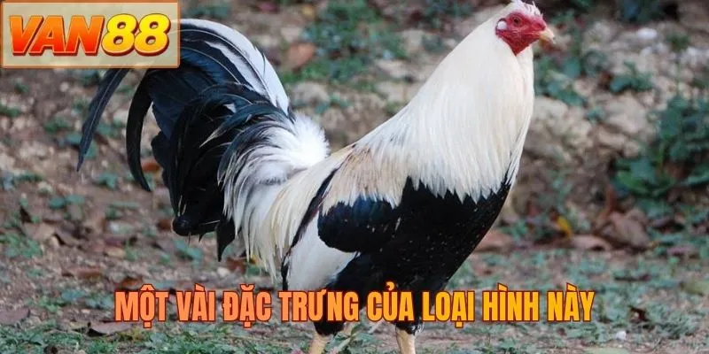 Một vài đặc trưng của loại hình này