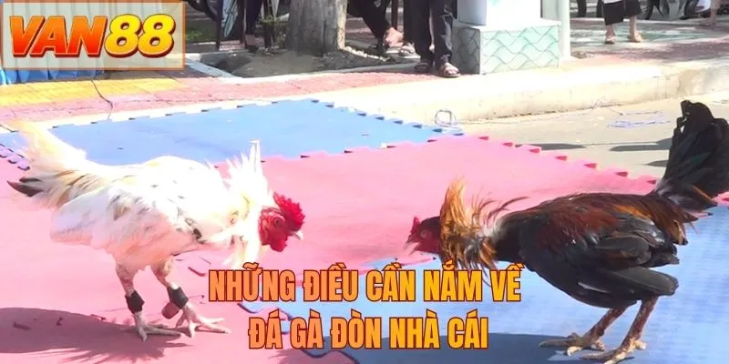 Những điều cần nắm về đá gà đòn nhà cái